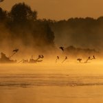Alba di settembre nel Parco del Ticino, durante una piena il fiume trasporta grandi tronchi che, arenandosi, diventano posatoi per cormorani e aironi - Foto A. Bottelli